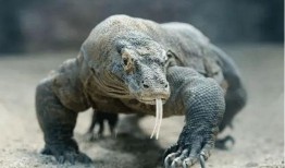 印度巨蜥爆料视频大全,揭秘神秘生物全纪录